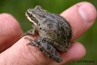 Baja California Treefrog