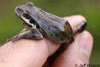 Baja California Treefrog