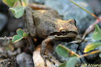 Baja California Treefrog