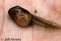 Baja California Treefrog