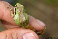 Baja California Treefrog