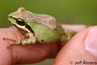 Baja California Treefrog