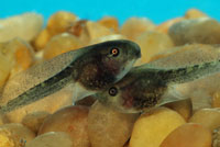 Baja California Treefrog Tadpole