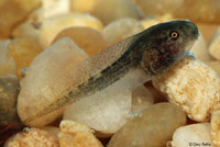 Baja California Treefrog Tadpole