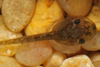 Baja California Treefrog Tadpole