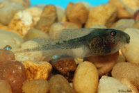 Baja California Treefrog Tadpole