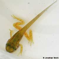 Baja California Treefrog Tadpole