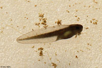 Baja California Treefrog Tadpole