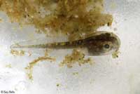 Baja California Treefrog Tadpole