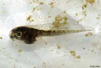 Baja California Treefrog Tadpole