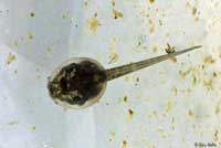 Baja California Treefrog Tadpole