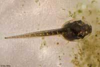 Baja California Treefrog Tadpole