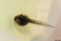 Baja California Treefrog Tadpole