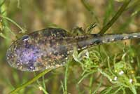 Baja California Treefrog Tadpole