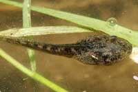 Baja California Treefrog Tadpole