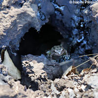 Baja California Treefrog