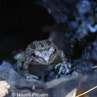 Baja California Treefrog