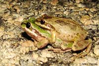 Baja California Treefrog