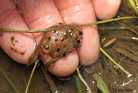 Baja California Treefrog Eggs