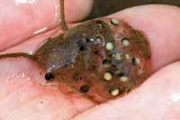 Baja California Treefrog Eggs