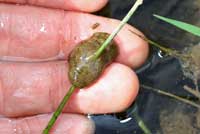 Baja California Treefrog Eggs