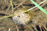 Baja California Treefrog Eggs