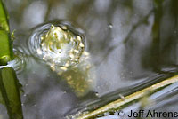 Baja California Treefrog Eggs