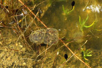 Baja California Treefrog Eggs