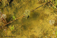 Baja California Treefrog Eggs