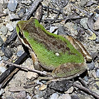 Baja California Treefrog