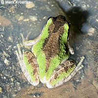 Baja California Treefrog