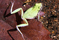 Baja California Treefrog