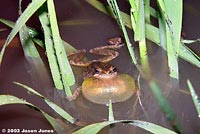 Baja California Treefrog