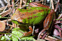 Northern Pacific Treefrog