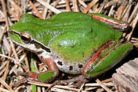 Northern Pacific Treefrog