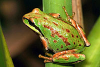 Northern Pacific Treefrog