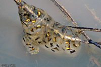 Sierran Treefrog Eggs