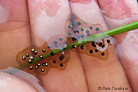 Sierran Treefrog Eggs