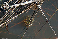 Sierran Treefrog Eggs