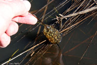 Sierran Treefrog Eggs