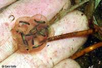 Sierran Treefrog Eggs