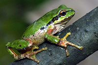 Northern Pacific Treefrog