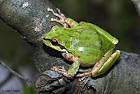 Northern Pacific Treefrog