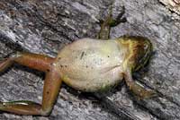 Northern Pacific Treefrog