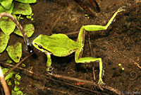 Northern Pacific Treefrog