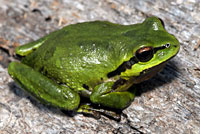 Northern Pacific Treefrog