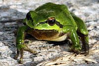 Northern Pacific Treefrog