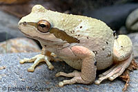 Northern Pacific Treefrog