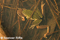 Northern Pacific Treefrog