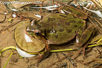 Northern Pacific Treefrog